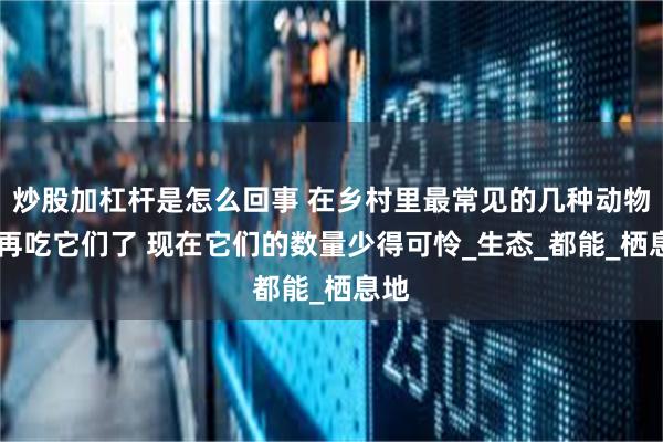 炒股加杠杆是怎么回事 在乡村里最常见的几种动物 别再吃它们了 现在它们的数量少得可怜_生态_都能_栖息地