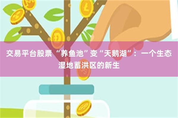 交易平台股票 “养鱼池”变“天鹅湖”：一个生态湿地蓄洪区的新生